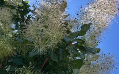 Smoke Tree & Sunshine