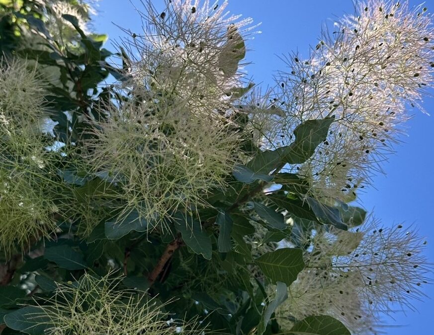 Smoke Tree & Sunshine
